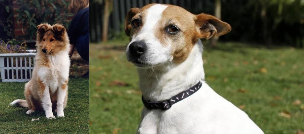 Tenterfield Terrier vs Rough Collie - Breed Comparison