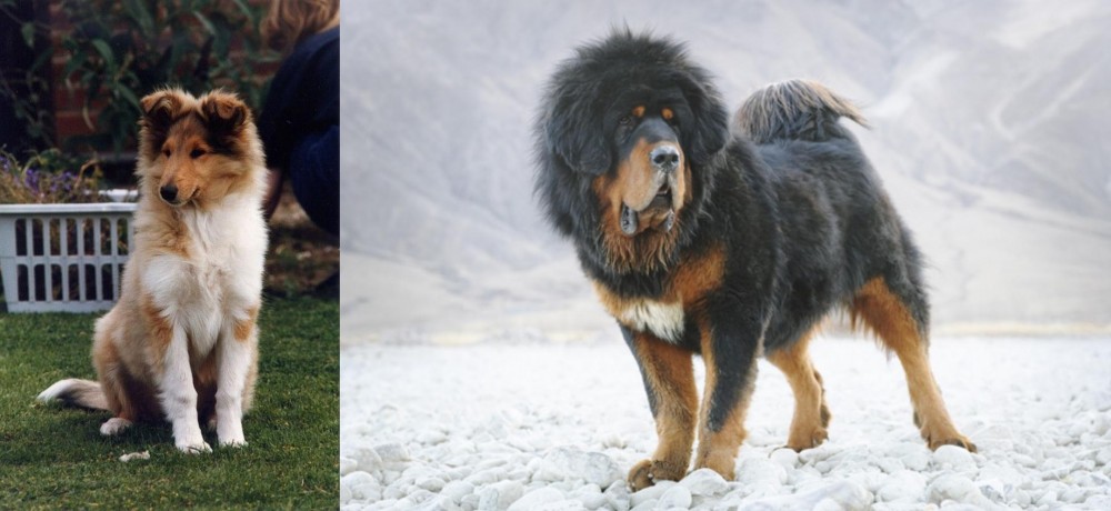 Tibetan Mastiff vs Rough Collie - Breed Comparison