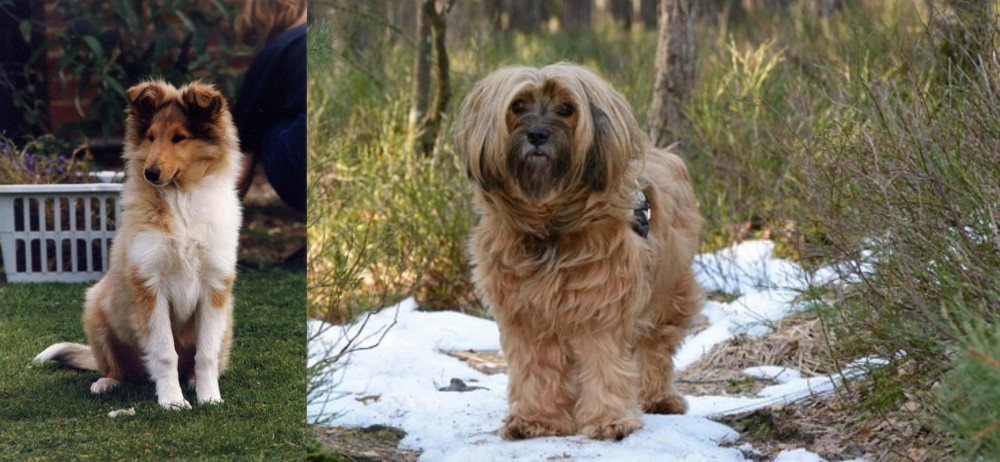 Tibetan Terrier vs Rough Collie - Breed Comparison