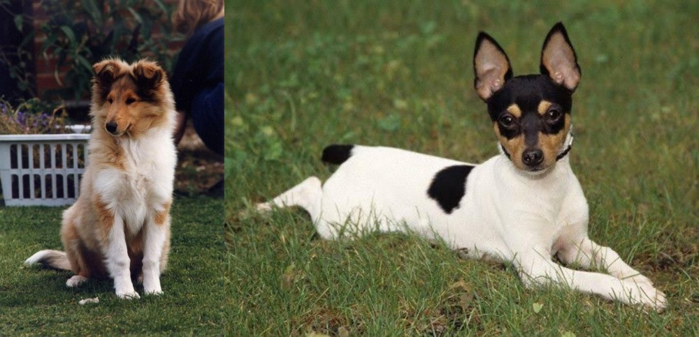 Toy Fox Terrier vs Rough Collie - Breed Comparison
