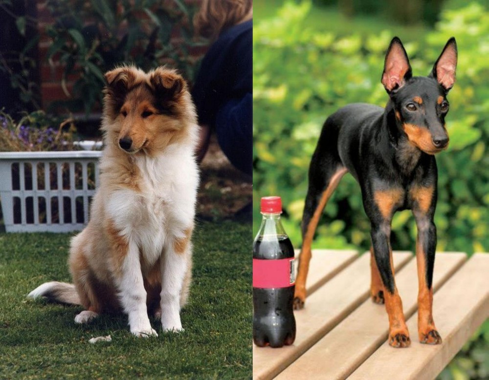 Toy Manchester Terrier vs Rough Collie - Breed Comparison