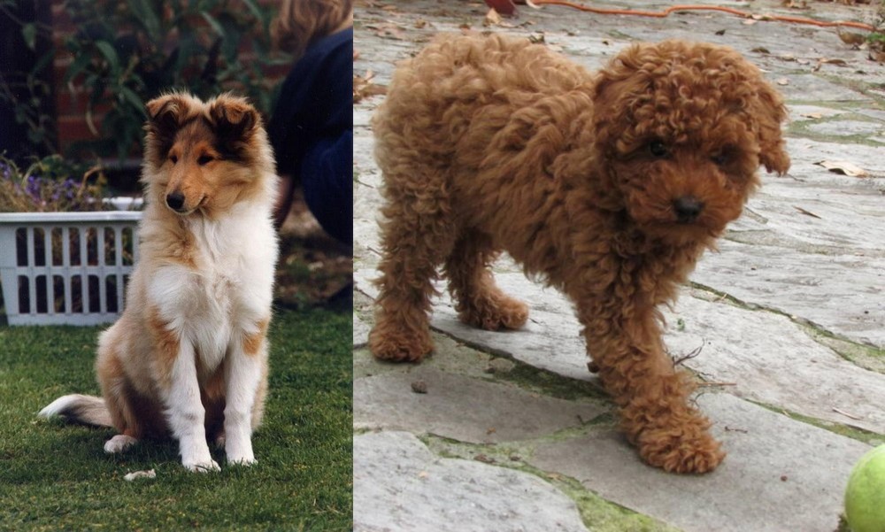 Toy Poodle vs Rough Collie - Breed Comparison