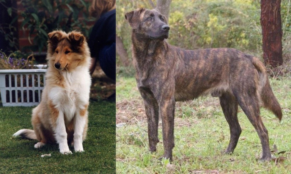 Treeing Tennessee Brindle vs Rough Collie - Breed Comparison