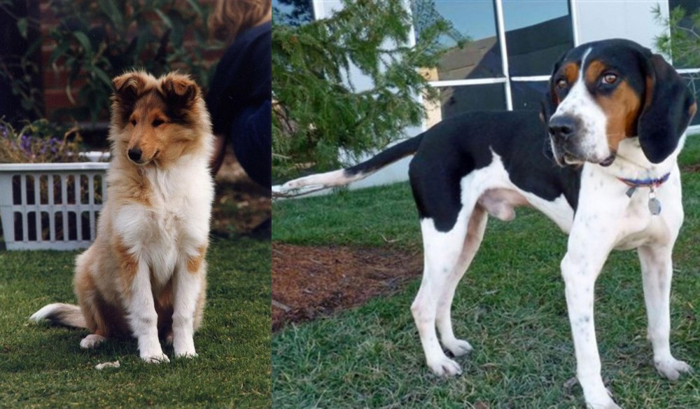 Treeing Walker Coonhound vs Rough Collie - Breed Comparison