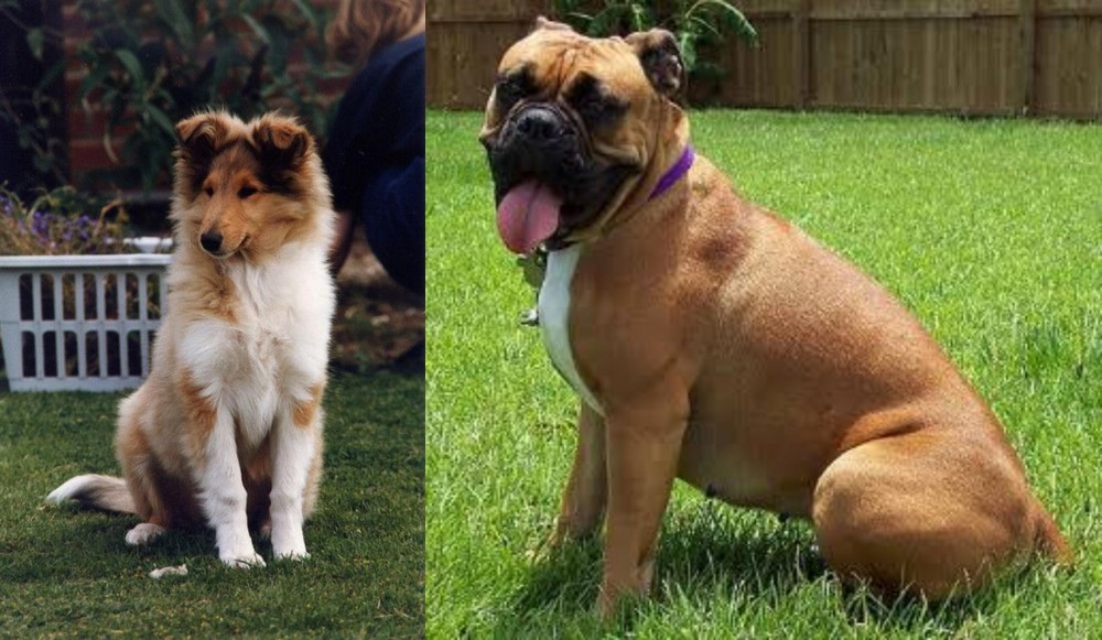 Valley Bulldog vs Rough Collie - Breed Comparison