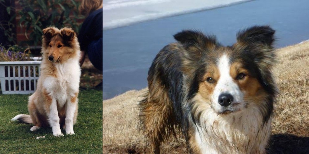 Welsh Sheepdog vs Rough Collie - Breed Comparison