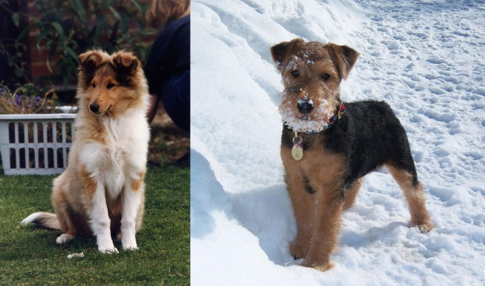 Welsh Terrier vs Rough Collie - Breed Comparison