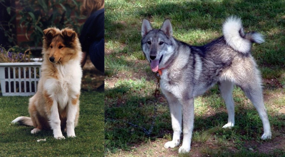 West Siberian Laika vs Rough Collie - Breed Comparison
