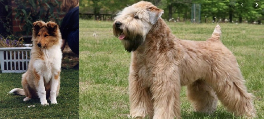 Wheaten Terrier vs Rough Collie - Breed Comparison