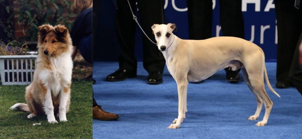 Whippet vs Rough Collie - Breed Comparison