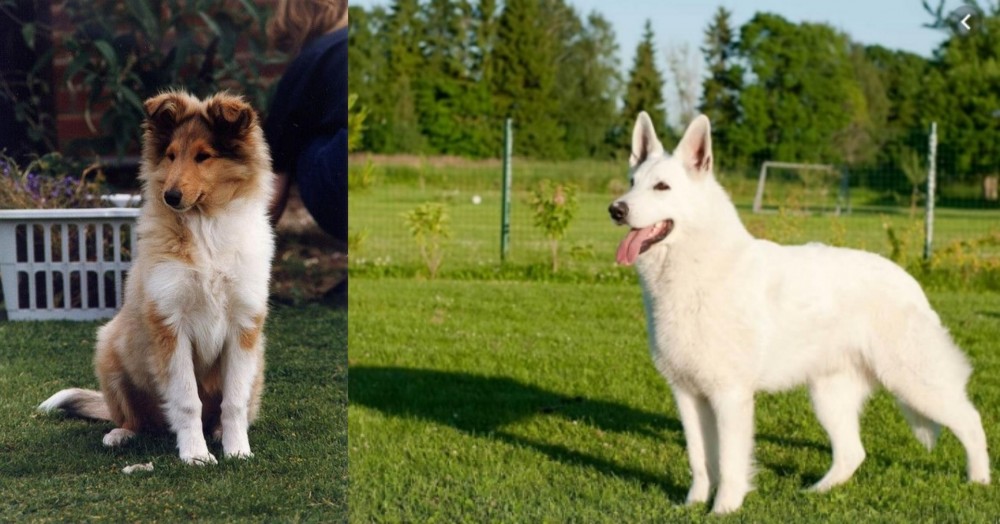 White Shepherd vs Rough Collie - Breed Comparison