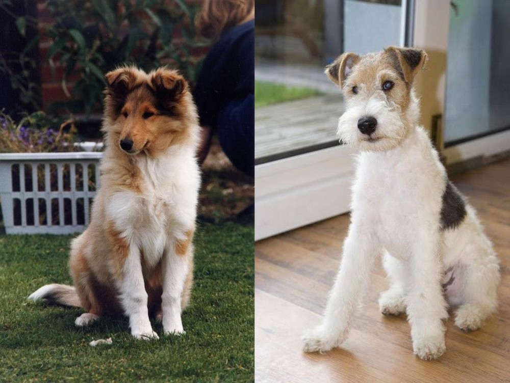 Wire Fox Terrier vs Rough Collie - Breed Comparison