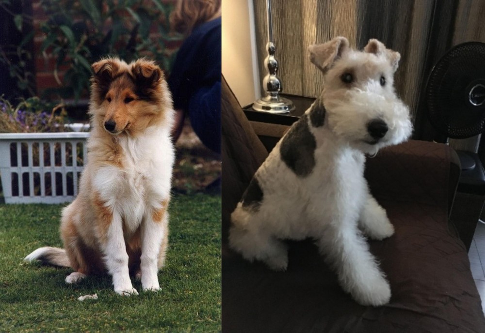 Wire Haired Fox Terrier vs Rough Collie - Breed Comparison