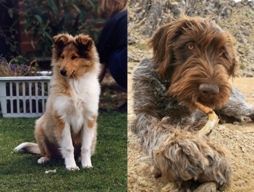 Wirehaired Pointing Griffon vs Rough Collie - Breed Comparison