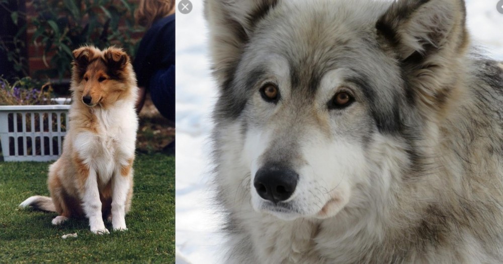 Wolfdog vs Rough Collie - Breed Comparison