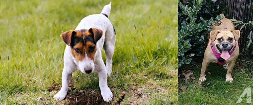Beabull vs Russell Terrier - Breed Comparison