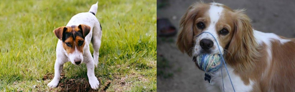 Cockalier vs Russell Terrier - Breed Comparison