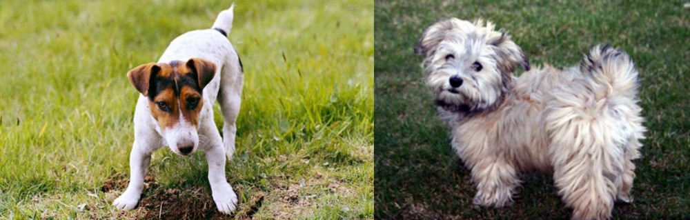 Havapoo vs Russell Terrier - Breed Comparison