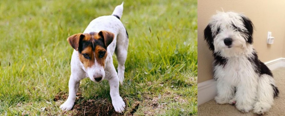 Mini Sheepadoodles vs Russell Terrier - Breed Comparison