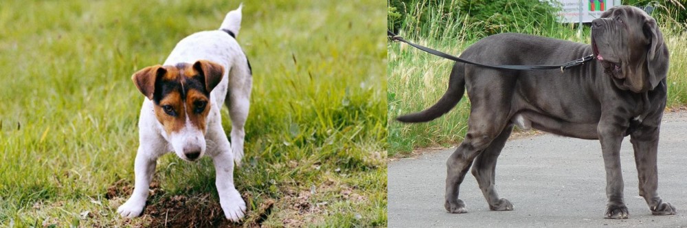 Neapolitan Mastiff vs Russell Terrier - Breed Comparison