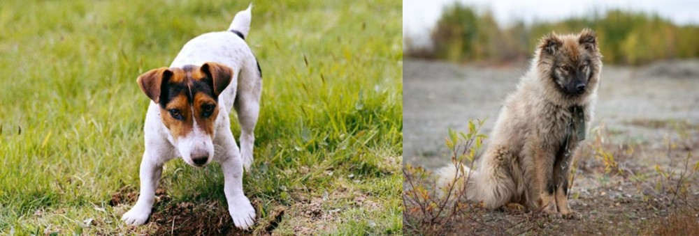 Nenets Herding Laika vs Russell Terrier - Breed Comparison