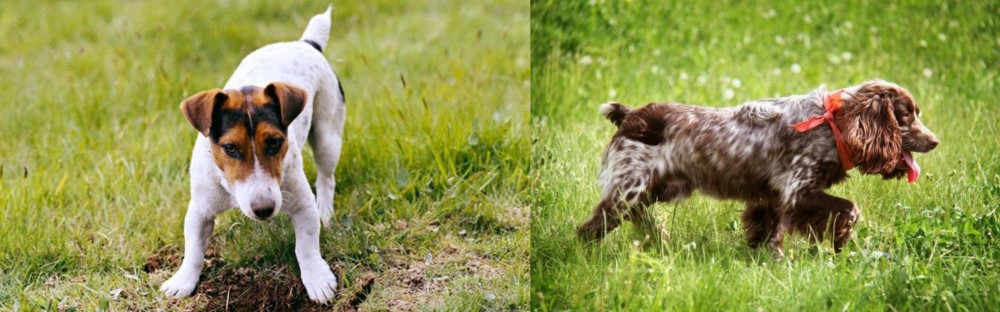 Russian Spaniel vs Russell Terrier - Breed Comparison