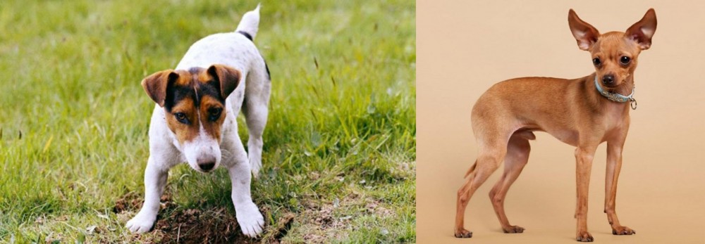 Russian Toy Terrier vs Russell Terrier - Breed Comparison