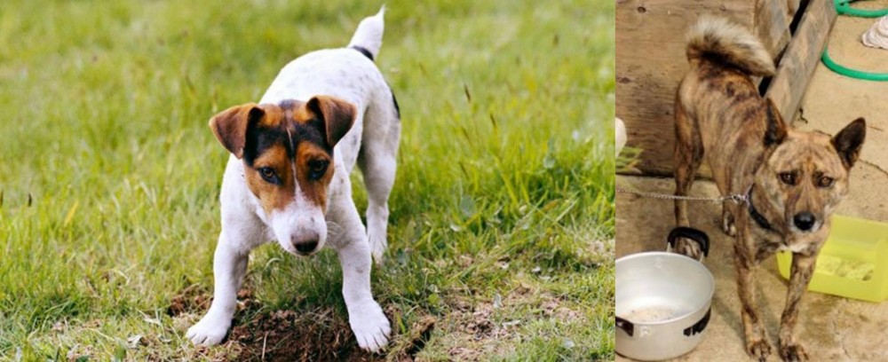 Ryukyu Inu vs Russell Terrier - Breed Comparison
