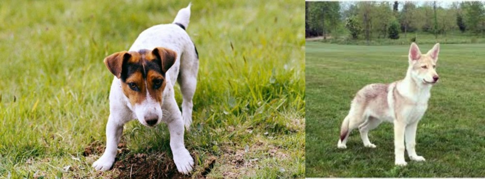 Saarlooswolfhond vs Russell Terrier - Breed Comparison