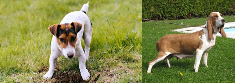 Sabueso Espanol vs Russell Terrier - Breed Comparison