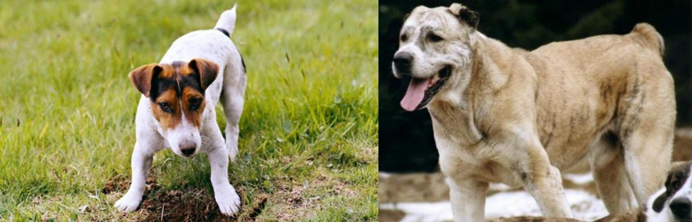 Sage Koochee vs Russell Terrier - Breed Comparison