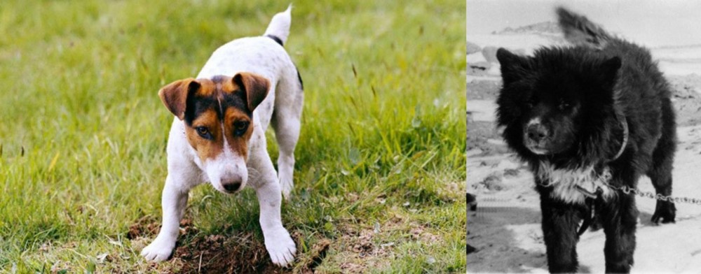 Sakhalin Husky vs Russell Terrier - Breed Comparison