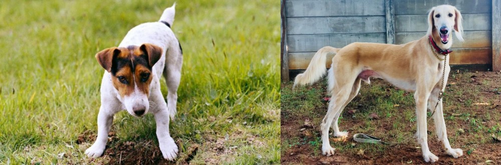 Saluki vs Russell Terrier - Breed Comparison