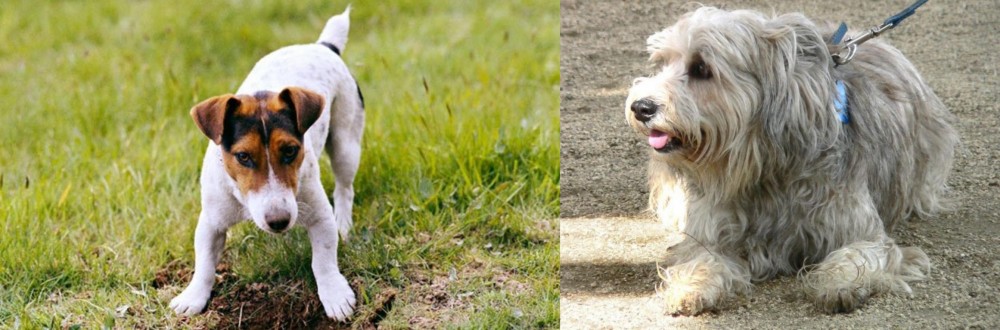 Sapsali vs Russell Terrier - Breed Comparison