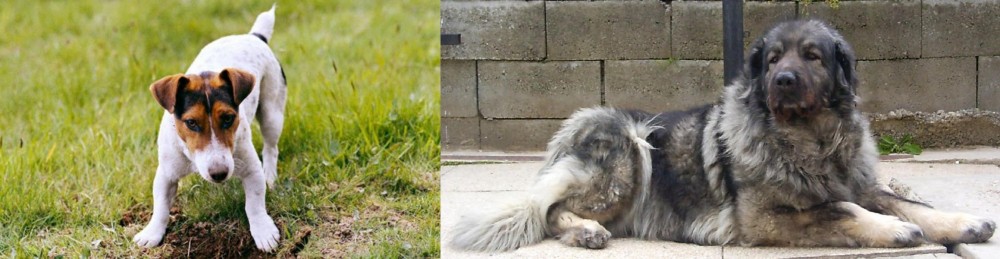 Sarplaninac vs Russell Terrier - Breed Comparison