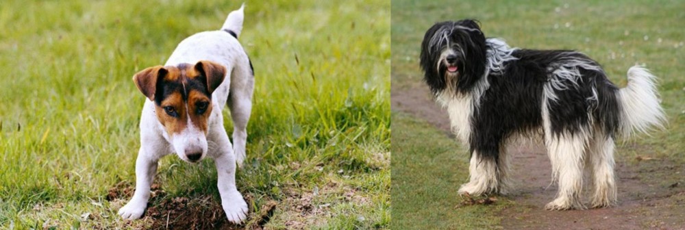 Schapendoes vs Russell Terrier - Breed Comparison