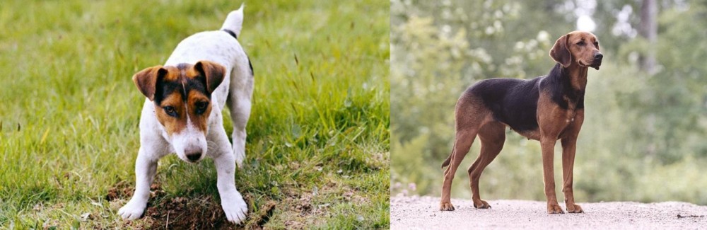 Schillerstovare vs Russell Terrier - Breed Comparison