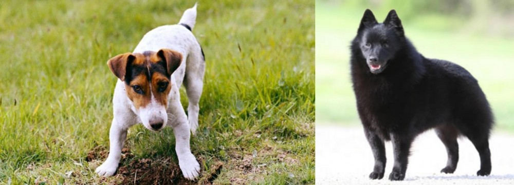 Schipperke vs Russell Terrier - Breed Comparison