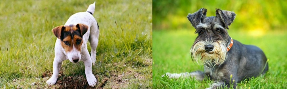 Schnauzer vs Russell Terrier - Breed Comparison