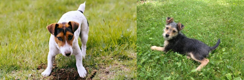 Schnorkie vs Russell Terrier - Breed Comparison