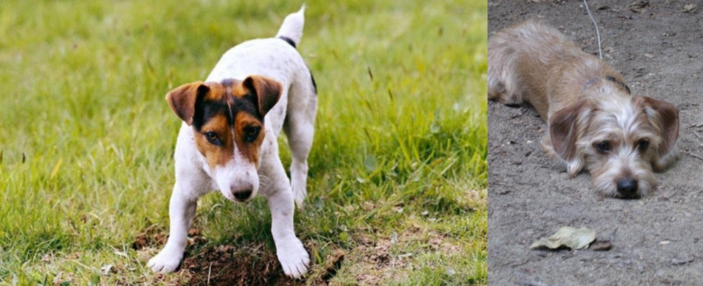 Schweenie vs Russell Terrier - Breed Comparison