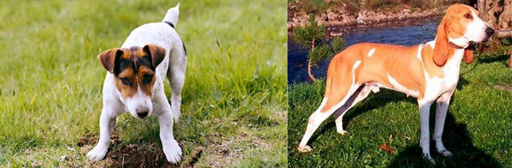 Schweizer Laufhund vs Russell Terrier - Breed Comparison