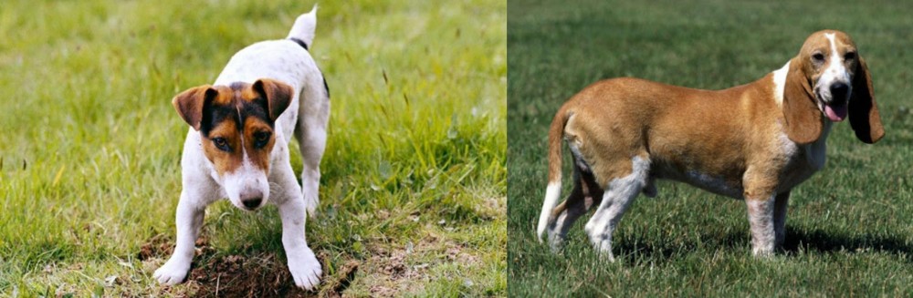 Schweizer Niederlaufhund vs Russell Terrier - Breed Comparison