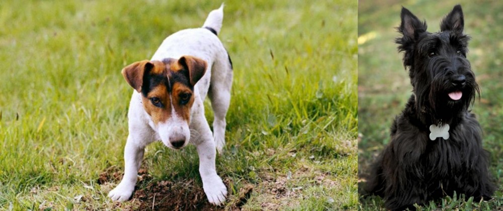 Scoland Terrier vs Russell Terrier - Breed Comparison