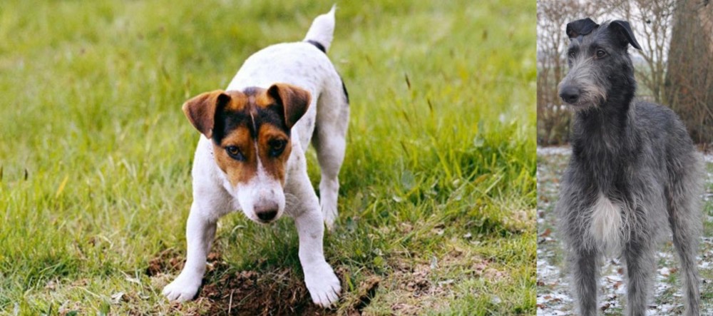 Scottish Deerhound vs Russell Terrier - Breed Comparison