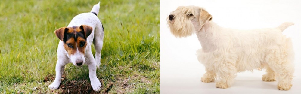 Sealyham Terrier vs Russell Terrier - Breed Comparison