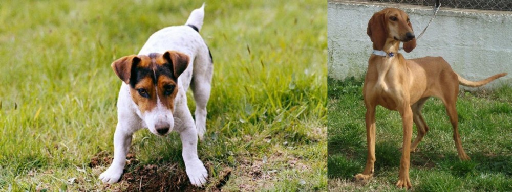 Segugio Italiano vs Russell Terrier - Breed Comparison