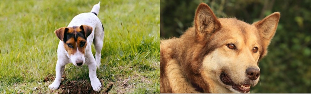 Seppala Siberian Sleddog vs Russell Terrier - Breed Comparison