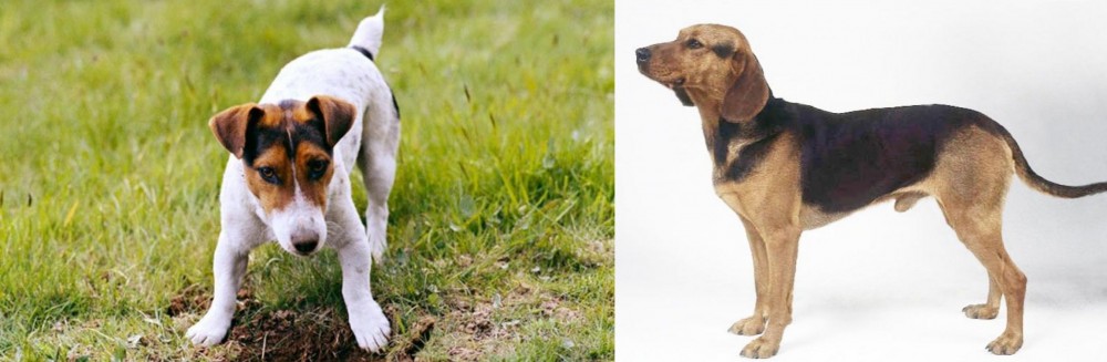 Serbian Hound vs Russell Terrier - Breed Comparison