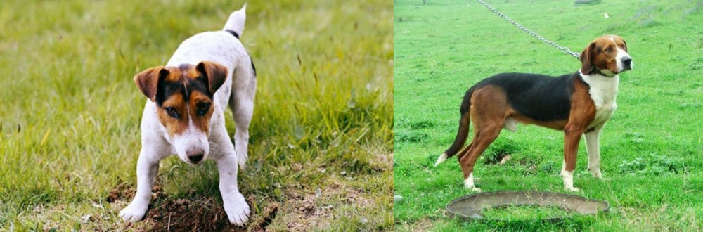 Serbian Tricolour Hound vs Russell Terrier - Breed Comparison